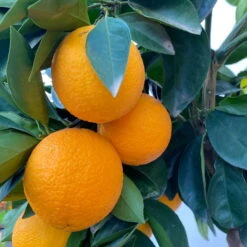 Orangenbaum, Stamm, Topf-Ø Ca. 22 Cm, Höhe Ca. 70 Cm 15 Orangenbaum, Stamm, Topf-Ø Ca. 22 Cm, Höhe Ca. 70 Cm -Compo Verkäufe 0630100030 KB Citrus sinensis Stamm T33 6 104198