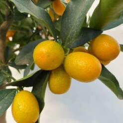 Kumquat, Stamm, Topf-Ø 22 Cm -Compo Verkäufe 0630100261 KB Citrus fort marg Stamm T22 7 104208