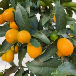 Kumquat, Stamm, Topf-Ø 22 Cm -Compo Verkäufe 0630100261 KB Citrus fort marg Stamm T22 8 104207