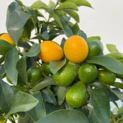 Kumquat, Stamm, Topf-Ø 22 Cm -Compo Verkäufe 0630100261 KB Citrus fort marg Stamm T22 9 104206