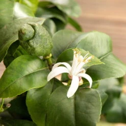 Zitronenbaum, Stamm, Topf-Ø 55 Cm, Höhe Ca. 180 Cm -Compo Verkäufe 0630100481 Citrus limon Bluete GS624989 Citrus limon 77068 1