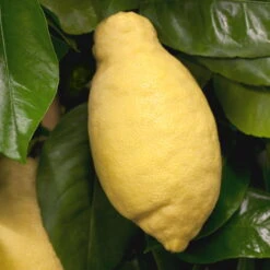 Zitronenbaum, Stamm, Topf-Ø 22 Cm, Höhe Ca. 70 Cm -Compo Verkäufe 0630100481 Citrus limon Frucht am Zweig GS426522 Citrus limon 77067