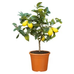 Zitronenbaum, Stamm, Topf-Ø 22 Cm, Höhe Ca. 70 Cm