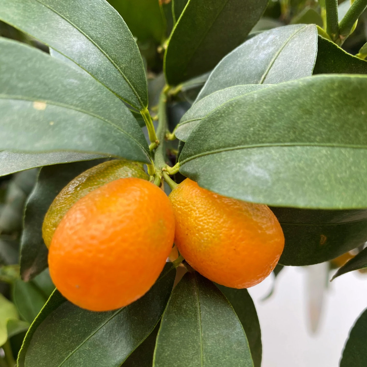 Kumquat, Stamm, Topf-Ø 19 Cm, Höhe 60 Cm 4 Kumquat, Stamm, Topf-Ø 19 Cm, Höhe 60 Cm – Bild 4