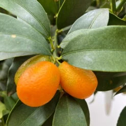 Kumquat, Kurz-Stamm, Topf-Ø 26 Cm -Compo Verkäufe 0630100530 KB Citrus fort marg Stamm T33 Kumquat 3 90765