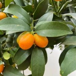 Kumquat, Kurz-Stamm, Topf-Ø 26 Cm -Compo Verkäufe 0630100530 KB Citrus fort marg Stamm T33 Kumquat 4 90764