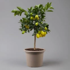 Limequat, Stamm, Topf-Ø Ca. 22 Cm, Höhe Ca. 60 Cm -Compo Verkäufe 0630100545 K.B.Citrus x floridana Stamm T22 1442Ferrara Limequat H70 80 3 125571