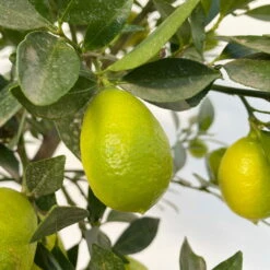 Limequat, Stamm, Topf-Ø Ca. 22 Cm, Höhe Ca. 60 Cm -Compo Verkäufe 0630100545 KB Citrus x floridana Stamm T22 12 104214
