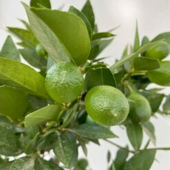 Limequat, Stamm, Topf-Ø Ca. 22 Cm, Höhe Ca. 60 Cm -Compo Verkäufe 0630100545 KB Citrus x floridana Stamm T22 5 104213