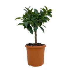 Kumquat, Mini-Stamm, Topf-Ø 15 Cm -Compo Verkäufe 0630100623 KB Citrus fort marg Stamm T15 1 104317