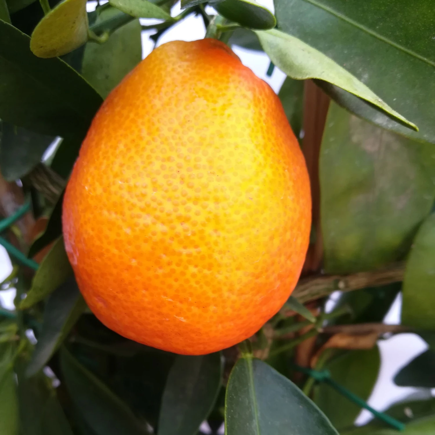 Kumquat-Clementine 'Kucle', Ministamm, Topf-Ø 15 Cm, Höhe Ca. 40 Cm 2 Kumquat-Clementine 'Kucle', Ministamm, Topf-Ø 15 Cm, Höhe Ca. 40 Cm – Bild 2