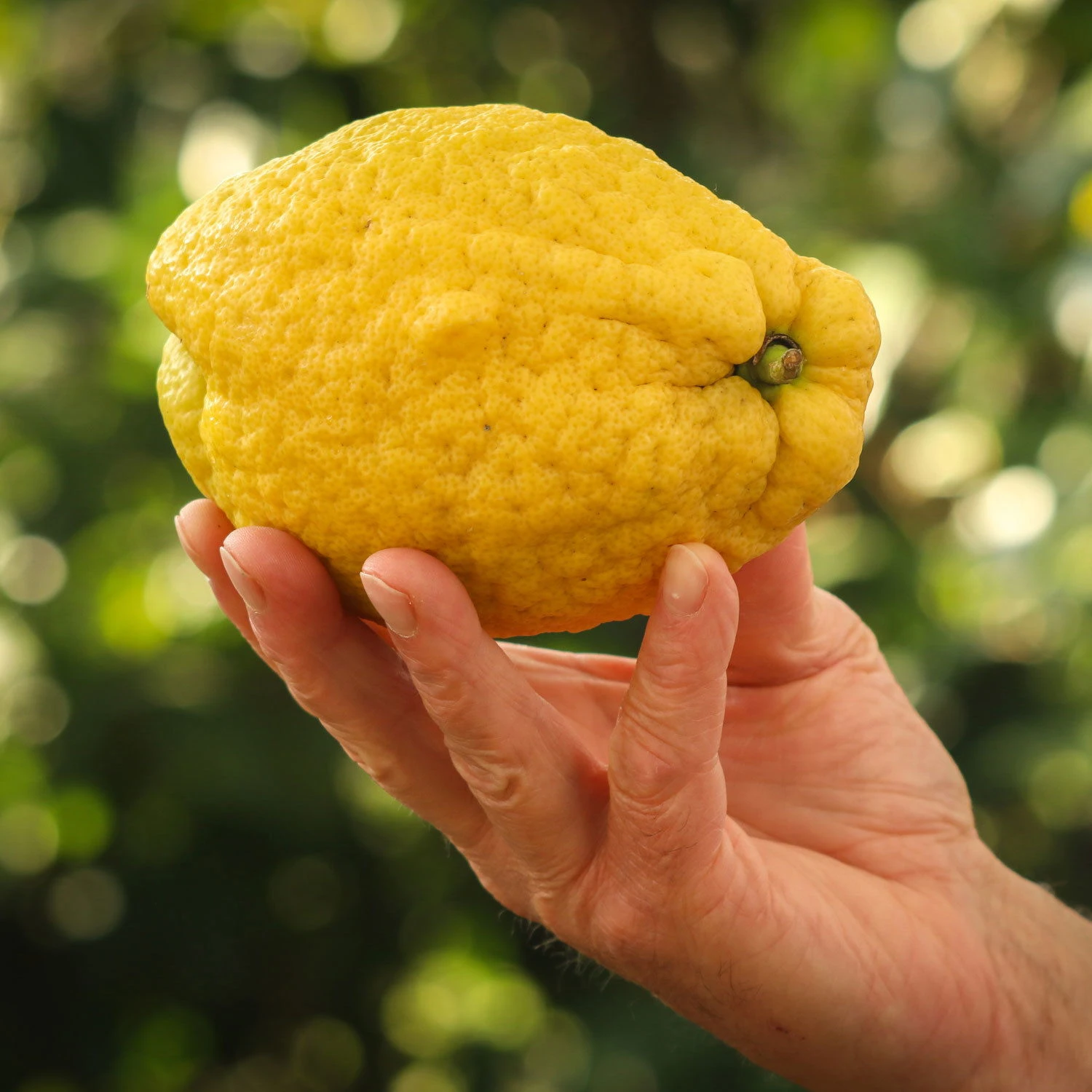 Zitronatzitrone 'Maxima', Stamm, Topf-Ø 33 Cm, Höhe 150 Cm 2 Zitronatzitrone 'Maxima', Stamm, Topf-Ø 33 Cm, Höhe 150 Cm – Bild 2