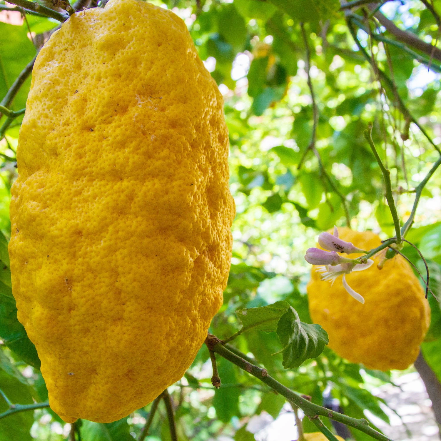 Zitronatzitrone 'Maxima', Stamm, Topf-Ø 33 Cm, Höhe 150 Cm 1 Zitronatzitrone 'Maxima', Stamm, Topf-Ø 33 Cm, Höhe 150 Cm
