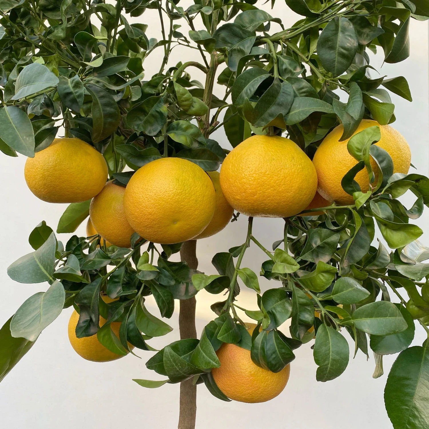 Grapefruitbaum, Stamm, Topf-Ø 22 Cm, Höhe Ca. 70 - 80 Cm 2 Grapefruitbaum, Stamm, Topf-Ø 22 Cm, Höhe Ca. 70 - 80 Cm – Bild 2
