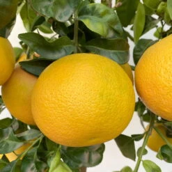 Grapefruitbaum, Stamm, Topf-Ø 22 Cm, Höhe Ca. 70 - 80 Cm 9 Grapefruitbaum, Stamm, Topf-Ø 22 Cm, Höhe Ca. 70 - 80 Cm -Compo Verkäufe 0630100702 KB Citrus Paradisi Stamm T33 18 104218