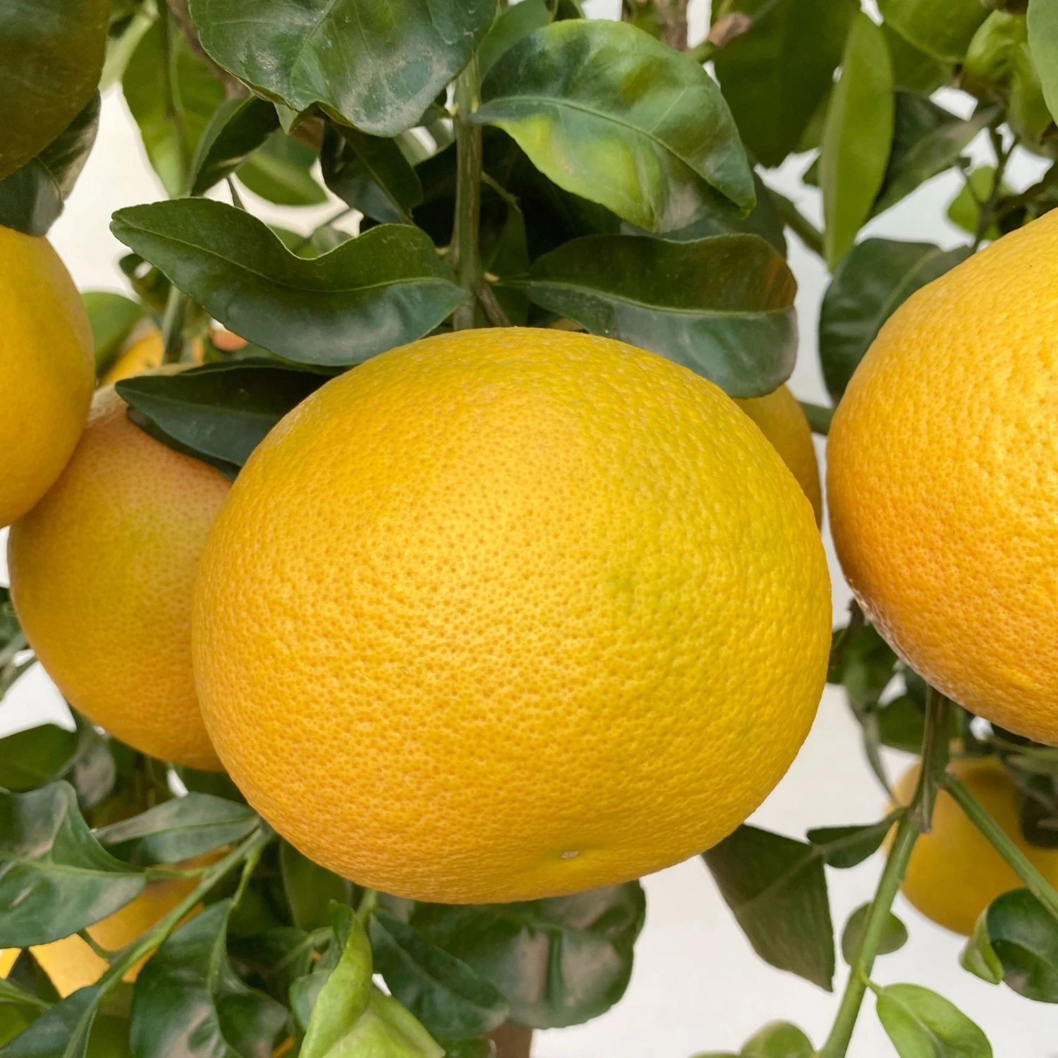 Grapefruitbaum, Stamm, Topf-Ø 22 Cm, Höhe Ca. 70 - 80 Cm 3 Grapefruitbaum, Stamm, Topf-Ø 22 Cm, Höhe Ca. 70 - 80 Cm – Bild 3