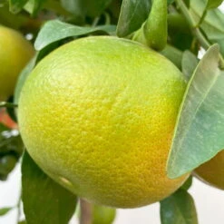 Grapefruitbaum, Stamm, Topf-Ø 22 Cm, Höhe Ca. 70 - 80 Cm 11 Grapefruitbaum, Stamm, Topf-Ø 22 Cm, Höhe Ca. 70 - 80 Cm -Compo Verkäufe 0630100702 KB Citrus Paradisi Stamm T33 6 104221