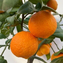 Limette' Lima Rossa', Topf-Ø 22 Cm Stamm, Höhe Ca. 70 Cm -Compo Verkäufe 0630100707 KB Citrus latifolia Stamm T22 10 104222