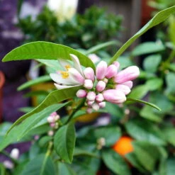 Limette' Lima Rossa', Topf-Ø 22 Cm Stamm, Höhe Ca. 70 Cm -Compo Verkäufe 0630100728 KB Citrus latifolia Stamm T22 Lima Rossa H70 80 WS 98321