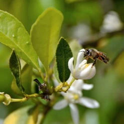 Limette 'Lima Verde', Stamm, Topf-Ø 20 Cm, Höhe Ca. 60 Cm 10 Limette 'Lima Verde', Stamm, Topf-Ø 20 Cm, Höhe Ca. 60 Cm -Compo Verkäufe 0630100730 KB Citrus latifolia Mini Stamm T15 Lima verde WS 2 98112