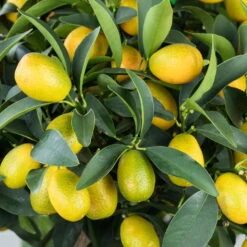 Kumquat, Mini-Stamm, Topf-Ø 15 Cm -Compo Verkäufe 0630100732 KB Citrus fort marg Stamm T15 Kumquat farbiger Topf H40 WS 1 98117