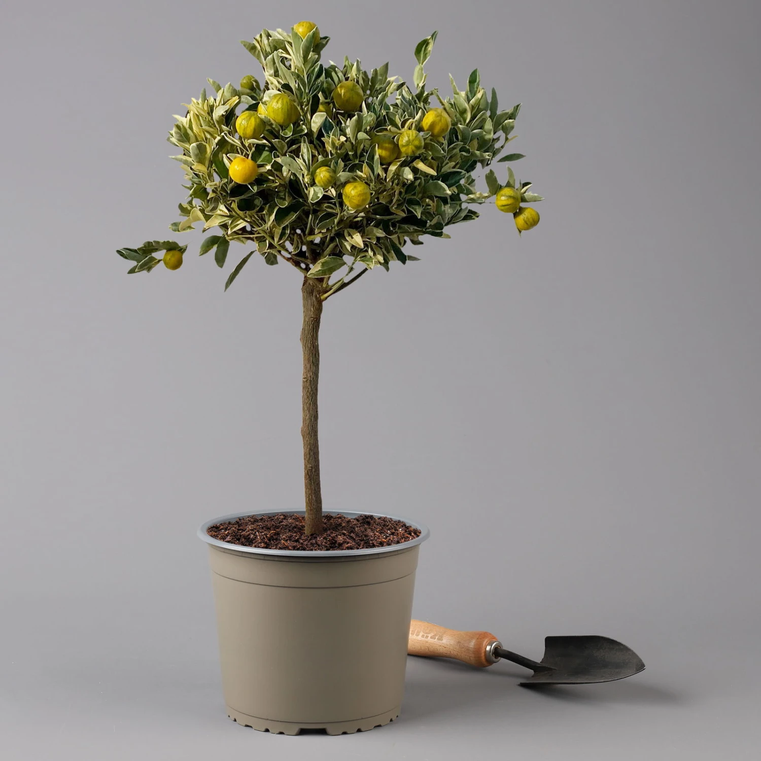 Calamondin 'Variegata', Stamm, Topf-Ø 20 Cm, Höhe 70 Cm 1 Calamondin 'Variegata', Stamm, Topf-Ø 20 Cm, Höhe 70 Cm