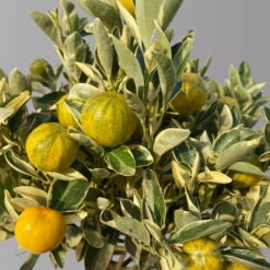 Calamondin 'Variegata', Stamm, Topf-Ø 20 Cm, Höhe 70 Cm 13 Calamondin 'Variegata', Stamm, Topf-Ø 20 Cm, Höhe 70 Cm -Compo Verkäufe 0630100811 KBCitrus madurensis Variegata T20 3162 Buntlaubige Calamondin H60 3 125596