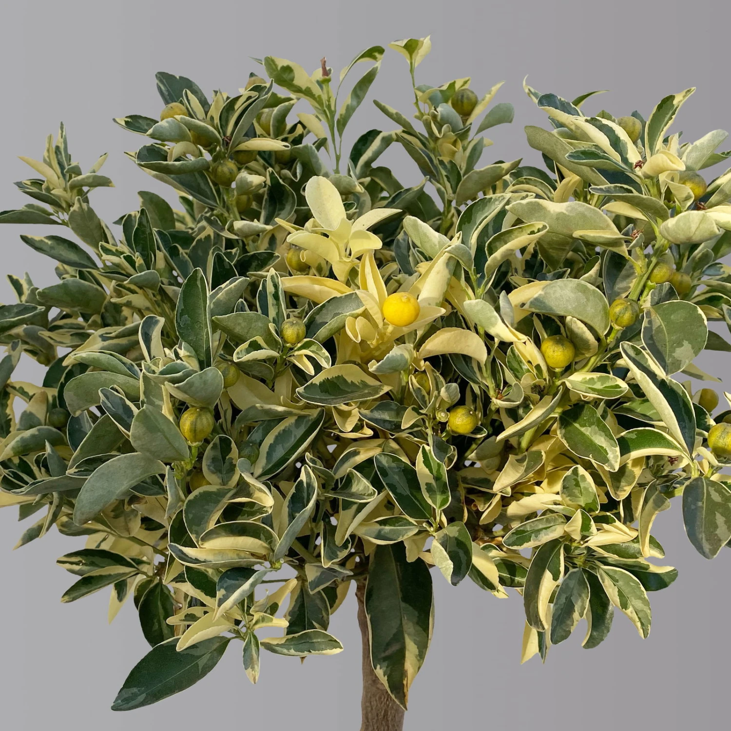 Calamondin 'Variegata', Stamm, Topf-Ø 20 Cm, Höhe 70 Cm 4 Calamondin 'Variegata', Stamm, Topf-Ø 20 Cm, Höhe 70 Cm – Bild 4
