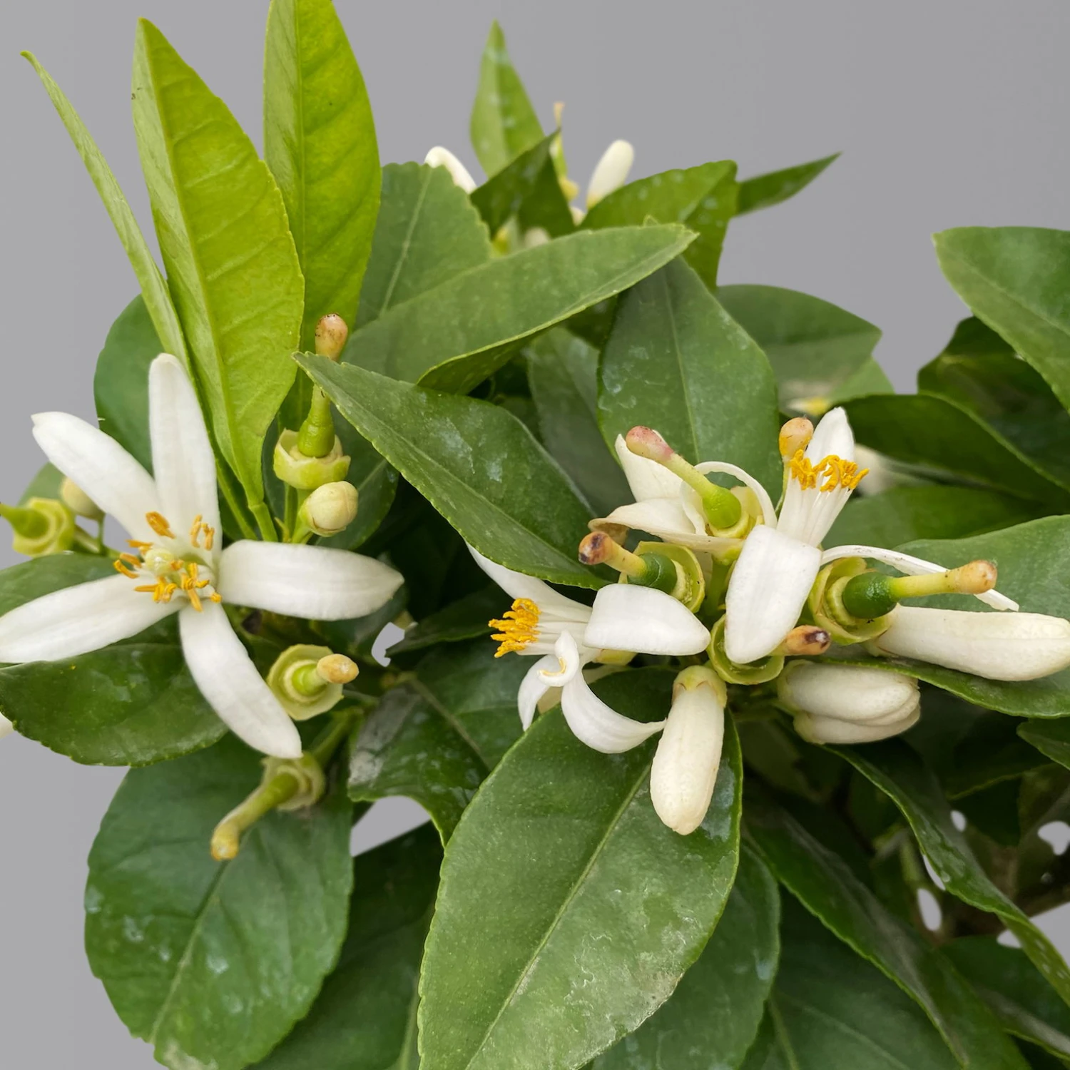 Zitrone 'Rosso', Stamm, Topf-Ø 20 Cm, Höhe Ca. 70 Cm 2 Zitrone 'Rosso', Stamm, Topf-Ø 20 Cm, Höhe Ca. 70 Cm – Bild 2