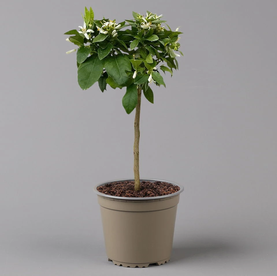 Zitrone 'Rosso', Stamm, Topf-Ø 20 Cm, Höhe Ca. 70 Cm 4 Zitrone 'Rosso', Stamm, Topf-Ø 20 Cm, Höhe Ca. 70 Cm – Bild 4