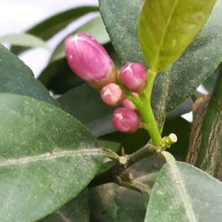 Zitrone 'Rosso', Stamm, Topf-Ø 20 Cm, Höhe Ca. 70 Cm 15 Zitrone 'Rosso', Stamm, Topf-Ø 20 Cm, Höhe Ca. 70 Cm -Compo Verkäufe 0630200006 Citrus limon Stamm T20 H60 80 Rosso 4 78899