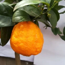 Zitrone 'Rosso', Stamm, Topf-Ø 20 Cm, Höhe Ca. 70 Cm 11 Zitrone 'Rosso', Stamm, Topf-Ø 20 Cm, Höhe Ca. 70 Cm -Compo Verkäufe 0630200006 Citrus limon Stamm T20 H60 80 Rosso 6 78897