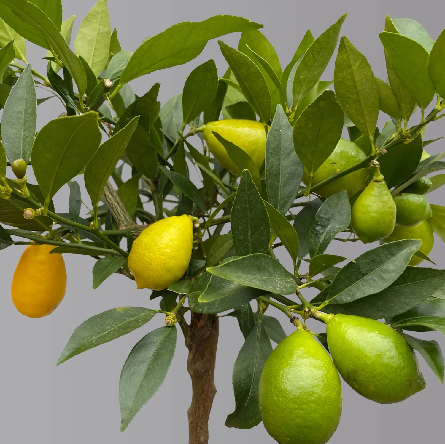 Limequat, Topf Ca. 20 Cm Ø, Höhe Ca. 60 Cm, 2 Limequat, Topf Ca. 20 Cm Ø, Höhe Ca. 60 Cm, – Bild 2