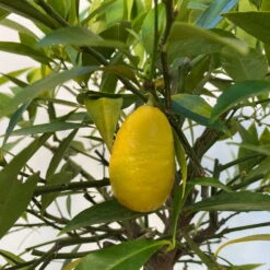 Limequat, Topf Ca. 20 Cm Ø, Höhe Ca. 60 Cm, 13 Limequat, Topf Ca. 20 Cm Ø, Höhe Ca. 60 Cm, -Compo Verkäufe 0630300001 Citrus x floridana Stamm T20 5 104268