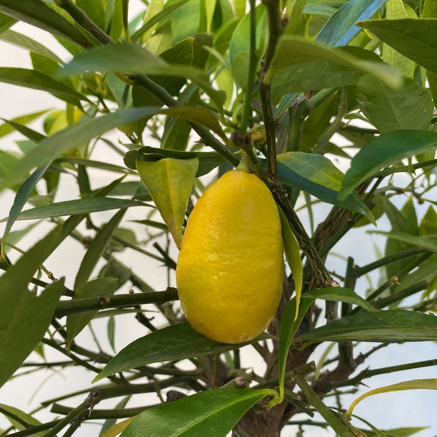 Limequat, Topf Ca. 20 Cm Ø, Höhe Ca. 60 Cm, 5 Limequat, Topf Ca. 20 Cm Ø, Höhe Ca. 60 Cm, – Bild 5