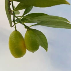 Limequat, Topf Ca. 20 Cm Ø, Höhe Ca. 60 Cm, 14 Limequat, Topf Ca. 20 Cm Ø, Höhe Ca. 60 Cm, -Compo Verkäufe 0630300001 Citrus x floridana Stamm T20 8 104269