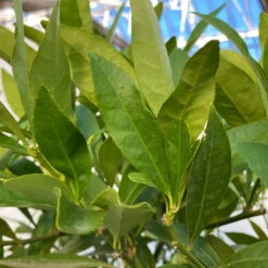 Limequat, Topf Ca. 20 Cm Ø, Höhe Ca. 60 Cm, 15 Limequat, Topf Ca. 20 Cm Ø, Höhe Ca. 60 Cm, -Compo Verkäufe 0630300001 Citrus x floridana Stamm T20 9 104270