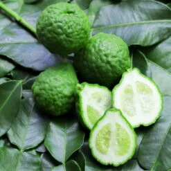 Bio Gewürz-Limette, Topf-Ø 12 Cm, 2er-Set 11 Bio Gewürz-Limette, Topf-Ø 12 Cm, 2er-Set -Compo Verkäufe 0630300010 Citrus hystrix Stamm Gewuerzzitrus 1 104819