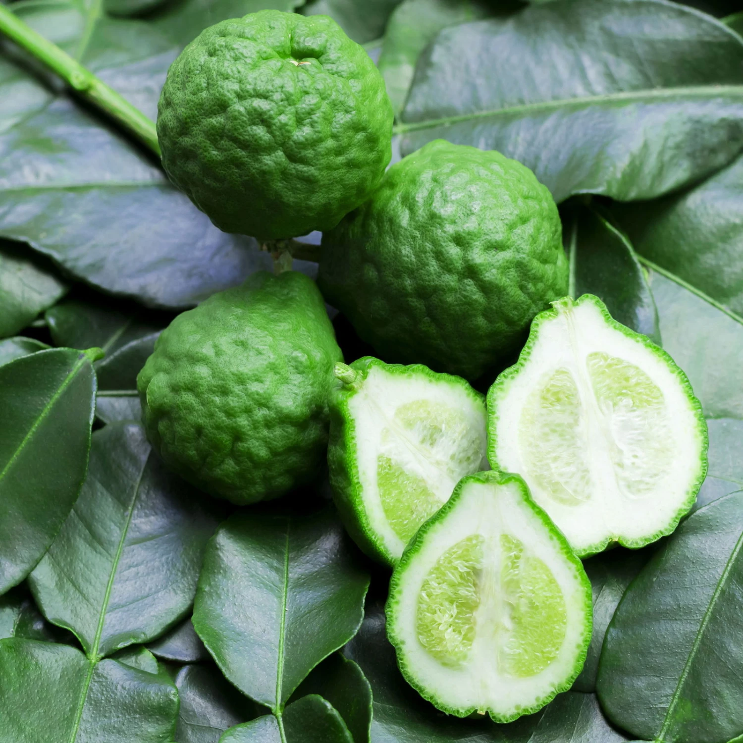 Bio Gewürz-Limette, Topf-Ø 12 Cm, 2er-Set 4 Bio Gewürz-Limette, Topf-Ø 12 Cm, 2er-Set – Bild 4