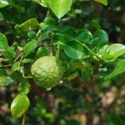 Bio Gewürz-Limette, Topf-Ø 12 Cm, 2er-Set 10 Bio Gewürz-Limette, Topf-Ø 12 Cm, 2er-Set -Compo Verkäufe 0630300010 Citrus hystrix Stamm Gewuerzzitrus 3 104818