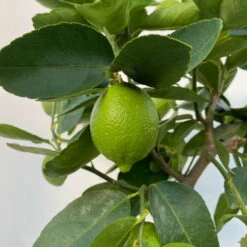 Limette 'Lima Verde', Stamm, Topf-Ø 20 Cm, Höhe Ca. 60 Cm 11 Limette 'Lima Verde', Stamm, Topf-Ø 20 Cm, Höhe Ca. 60 Cm -Compo Verkäufe 0630300016 Citrus latifolia Stamm T20 8 104271