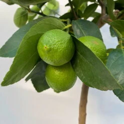 Limette 'Lima Verde', Stamm, Topf-Ø 20 Cm, Höhe Ca. 60 Cm 12 Limette 'Lima Verde', Stamm, Topf-Ø 20 Cm, Höhe Ca. 60 Cm -Compo Verkäufe 0630300016 Citrus latifolia Stamm T20 9 104272