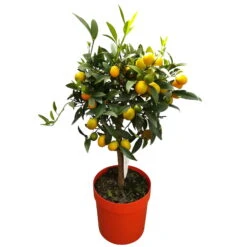 Kumquat, Stamm, Topf-Ø 22 Cm -Compo Verkäufe 0630400015 Citrus fort margarita Stamm T20 H60 70 Kumquat farbiger Topf 2 79071