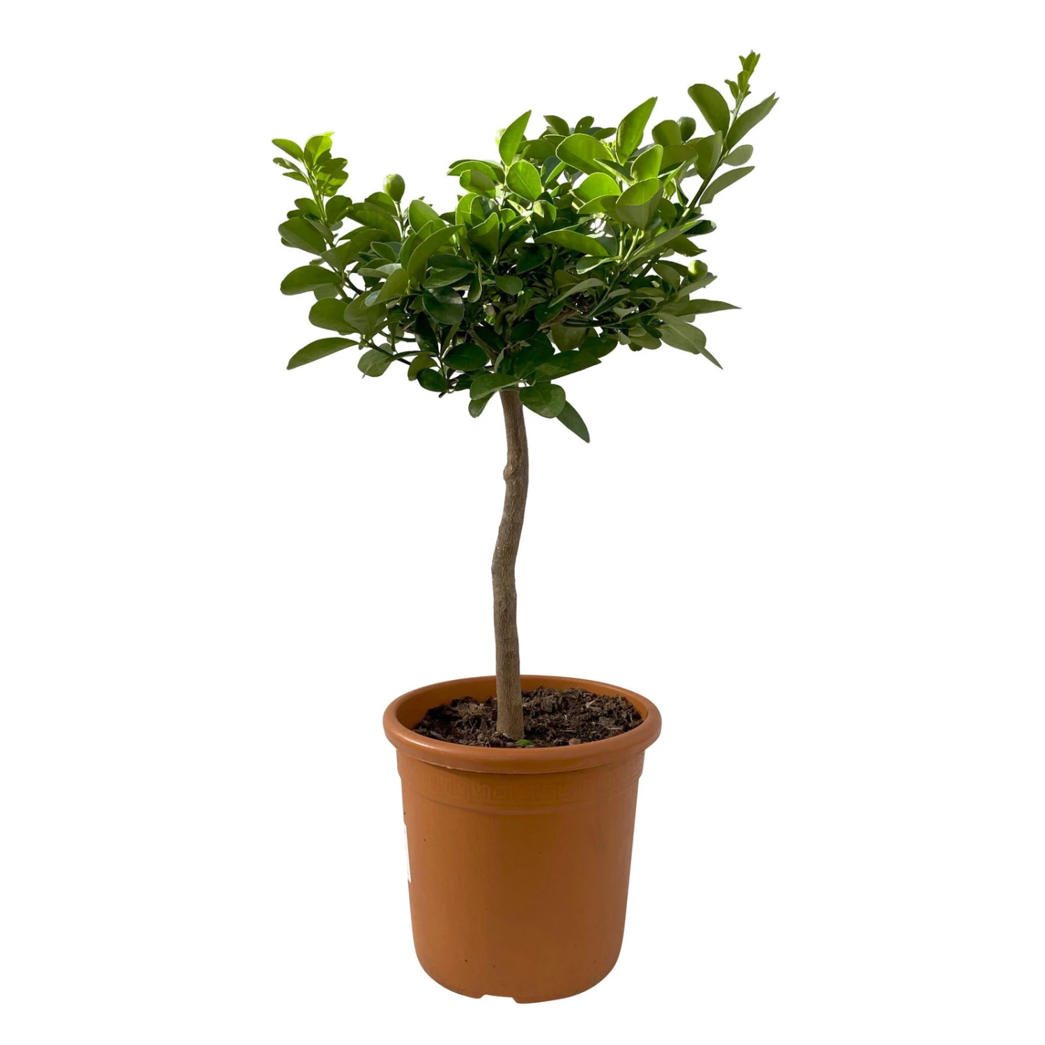 Kumquat 'Obovata', Stamm, Topf-Ø 20 Cm, Höhe Ca. 60 Cm 7 Kumquat 'Obovata', Stamm, Topf-Ø 20 Cm, Höhe Ca. 60 Cm – Bild 7