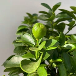 Kumquat 'Obovata', Stamm, Topf-Ø 20 Cm, Höhe Ca. 60 Cm 18 Kumquat 'Obovata', Stamm, Topf-Ø 20 Cm, Höhe Ca. 60 Cm -Compo Verkäufe 0630400019 Citrus fort marg Stamm Kumquat Obovata 5 104834