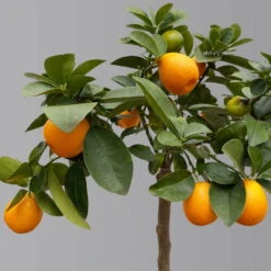 Kumquat 'Obovata', Stamm, Topf-Ø 20 Cm, Höhe Ca. 60 Cm 14 Kumquat 'Obovata', Stamm, Topf-Ø 20 Cm, Höhe Ca. 60 Cm -Compo Verkäufe 0630400019 Citrus fort marg Stamm T20 3162 Kumquat Obovata H60 1 125618