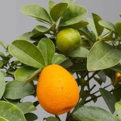 Kumquat 'Obovata', Stamm, Topf-Ø 20 Cm, Höhe Ca. 60 Cm 15 Kumquat 'Obovata', Stamm, Topf-Ø 20 Cm, Höhe Ca. 60 Cm -Compo Verkäufe 0630400019 Citrus fort marg Stamm T20 3162 Kumquat Obovata H60 2 125619