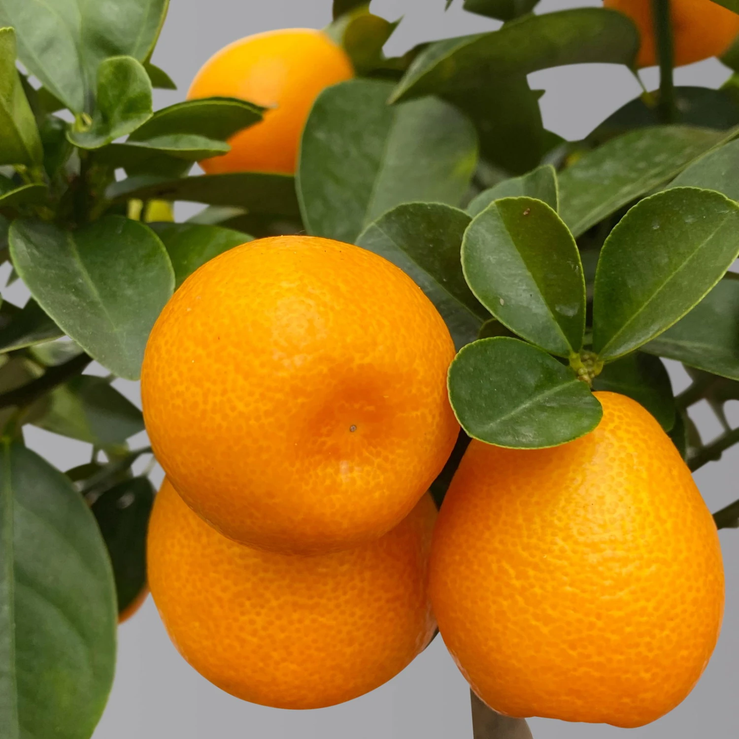 Kumquat 'Obovata', Stamm, Topf-Ø 20 Cm, Höhe Ca. 60 Cm 2 Kumquat 'Obovata', Stamm, Topf-Ø 20 Cm, Höhe Ca. 60 Cm – Bild 2