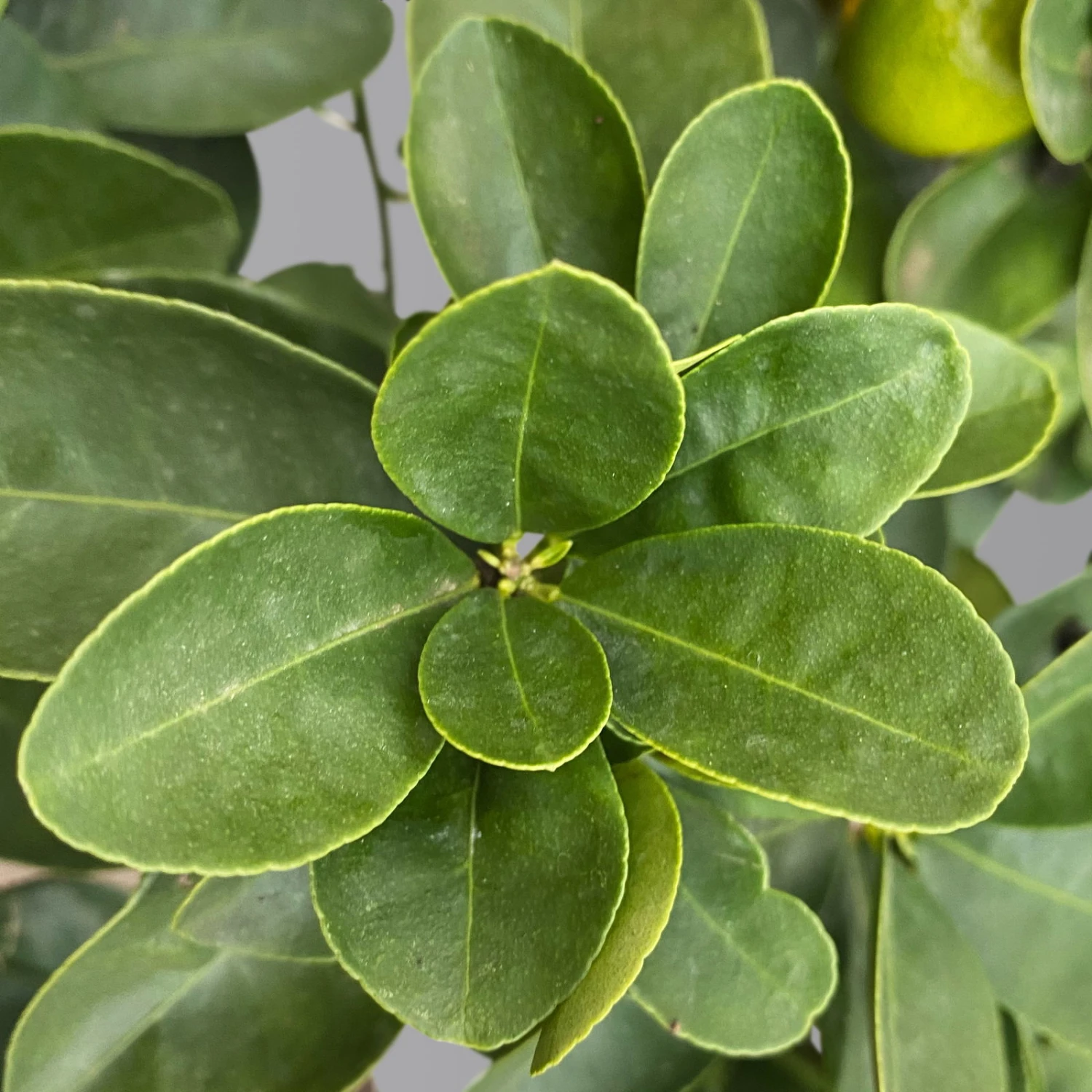 Kumquat 'Obovata', Stamm, Topf-Ø 20 Cm, Höhe Ca. 60 Cm 6 Kumquat 'Obovata', Stamm, Topf-Ø 20 Cm, Höhe Ca. 60 Cm – Bild 6