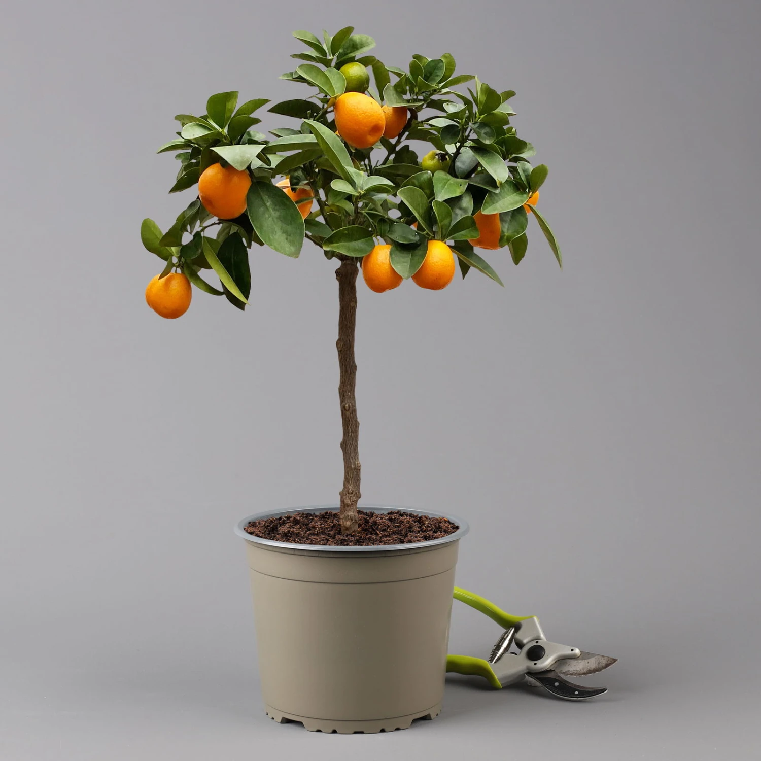 Kumquat 'Obovata', Stamm, Topf-Ø 20 Cm, Höhe Ca. 60 Cm 1 Kumquat 'Obovata', Stamm, Topf-Ø 20 Cm, Höhe Ca. 60 Cm